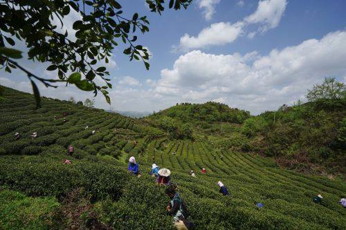 貴陽市上半年農(nóng)林牧漁業(yè)增長勢頭強(qiáng)勁，總產(chǎn)值達(dá)133.20億元，同比增長8.8%