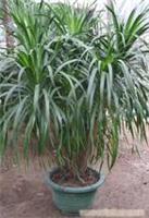 上海康馨園林綠化 龍血樹(shù)租賃價(jià)格、圖片、詳情及養(yǎng)護(hù)服務(wù)