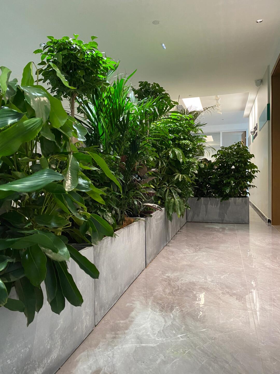 綠意空間，靈動(dòng)隔斷 專(zhuān)業(yè)植物租賃與造景服務(wù)打造辦公新生態(tài)