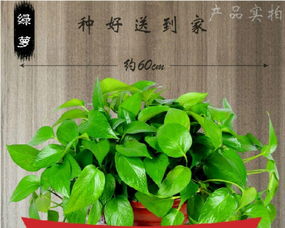 武漢三鎮(zhèn)植物租賃服務(wù) 免費(fèi)上門(mén)打造綠色辦公與生活空間