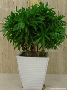 辦公室花卉租賃 一站式綠植租擺與專(zhuān)業(yè)養(yǎng)護(hù)服務(wù)