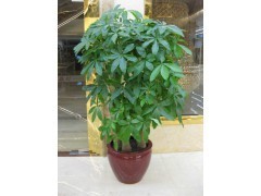 天河區(qū)蘿崗區(qū)租花買(mǎi)花 | 廣州植物租賃，您的辦公綠化專(zhuān)家