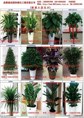 花卉租賃與植物租擺 美化空間與銷(xiāo)售養(yǎng)護(hù)一站式解決方案