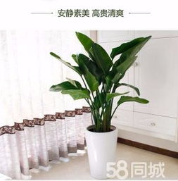 綠植租賃、花卉租擺與小區(qū)園林綠化 設(shè)計(jì)、施工與養(yǎng)護(hù)一體化服務(wù)