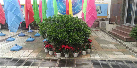 綠意煥新校園，盆栽租賃扮靚校園一角